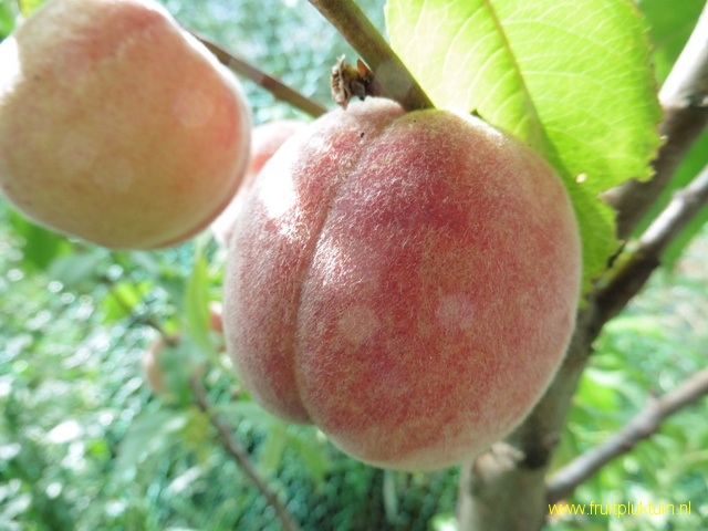 Vrucht 6/07/2018